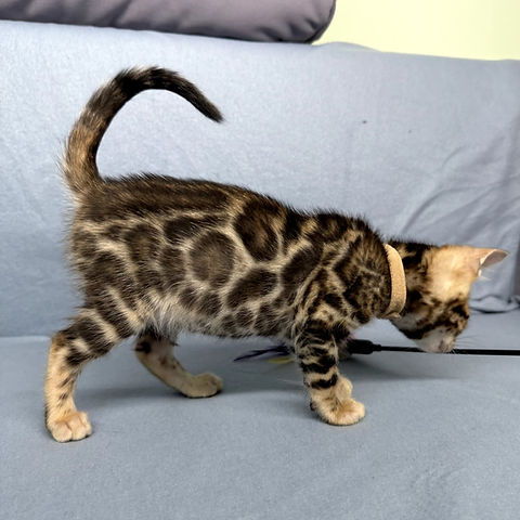 Apollo Bengal male kitten - Image 3