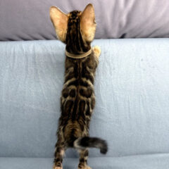 Apollo Bengal male kitten - Image 2