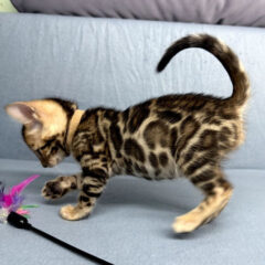 Apollo, 14-week-old male Bengal kitten with black gold spotted coat, energetic and affectionate