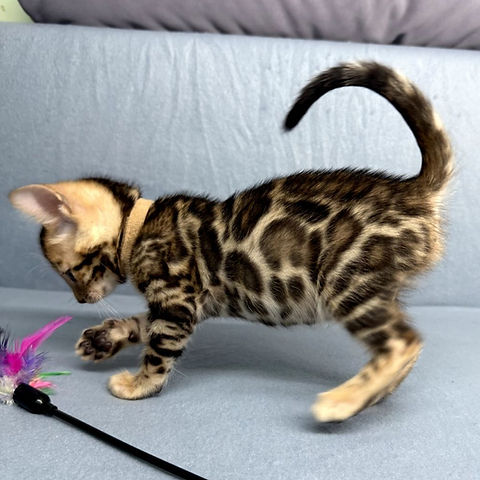Apollo Bengal male kitten