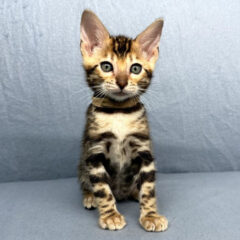 Apollo Bengal male kitten - Image 7