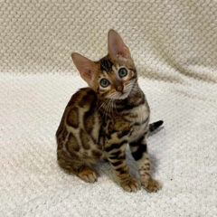 Leo Bengal male kitten - Image 5
