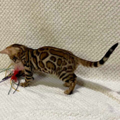 Leo Bengal male kitten - Image 4
