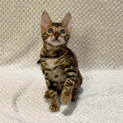 Leo Bengal male kitten - Image 3