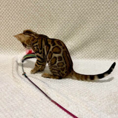 Leo Bengal male kitten - Image 2