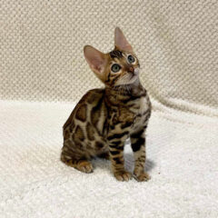 Bella, 14-week-old female Bengal kitten with brown gold spotted coat, playful and affectionate