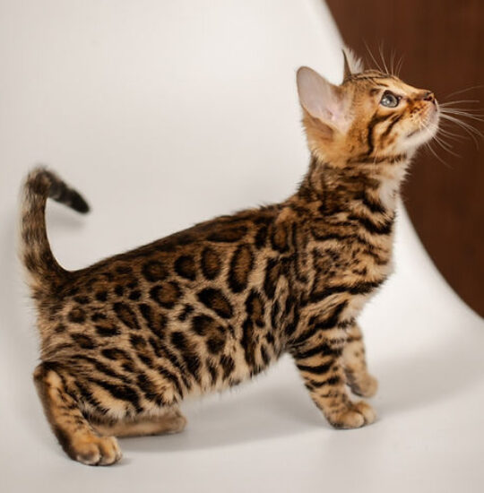 Bella, 14-week-old female Bengal kitten with brown gold spotted coat, playful and affectionate