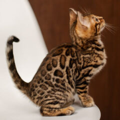 Bella Bengal female kitten - Image 2