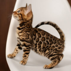 Bella Bengal female kitten - Image 3