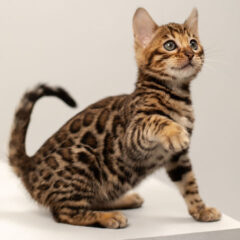 Bella Bengal female kitten - Image 4