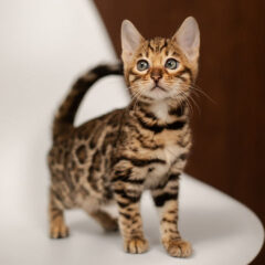 Bella Bengal female kitten - Image 5