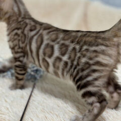 Selene Bengal female kitten - Image 2