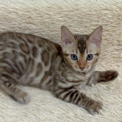 Selene, 14-week-old female Bengal kitten with black spotted mink coat, playful and affectionate