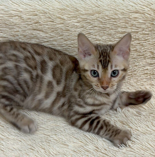 Selene, 14-week-old female Bengal kitten with black spotted mink coat, playful and affectionate