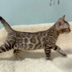 Selene Bengal female kitten - Image 3