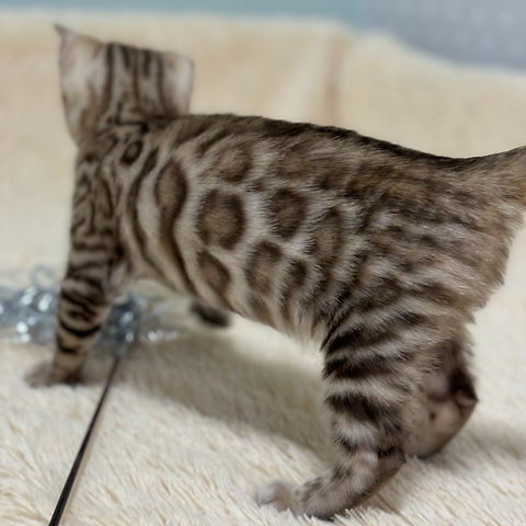 Selene Bengal female kitten - Image 4