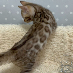Selene Bengal female kitten - Image 5