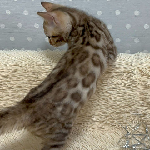 Selene Bengal female kitten - Image 5