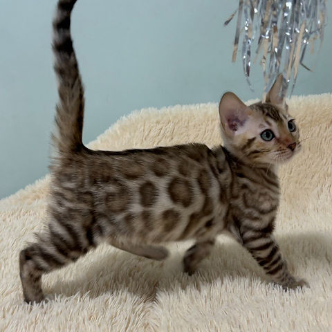 Selene Bengal female kitten - Image 6