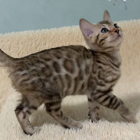 Selene Bengal female kitten - Image 7