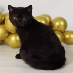 Selina British Shorthair female - Image 7