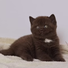 Mocha British Shorthair female - Image 6