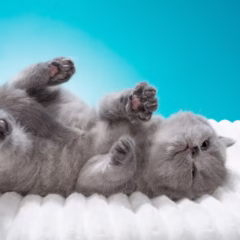 Bentley British Shorthair male - Image 6