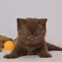 Hugo British Shorthair male - Image 2