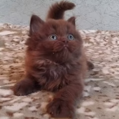 Max British Longhair male - Image 4
