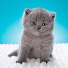 Blue British Shorthair male kitten – Bentley, 16 weeks old, gentle and playful