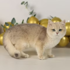 British Shorthair female kitten – Giselle, 16 weeks old, blue gold shaded, gentle and playful