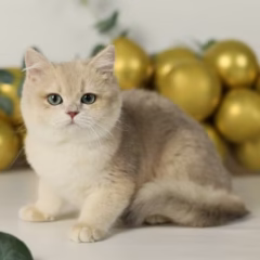Giselle British Shorthair female - Image 5