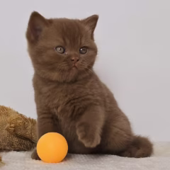 Hugo British Shorthair male - Image 6