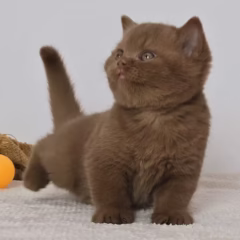 Hugo British Shorthair male - Image 4