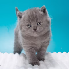 Bentley British Shorthair male - Image 7