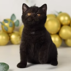 Selina British Shorthair female - Image 5
