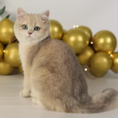 Giselle British Shorthair female - Image 6