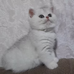 Vivienne British Shorthair female - Image 2