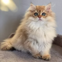 Maximilian British Longhair male - Image 3