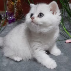 Vivienne British Shorthair female - Image 6