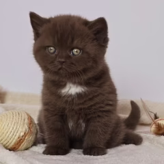 Mocha British Shorthair female - Image 8