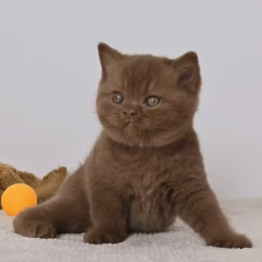 Hugo British Shorthair male - Image 5