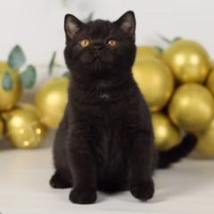 British Shorthair for sale – Percival, 16 weeks old, black gold shaded, calm and affectionate