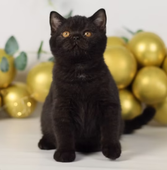 British Shorthair for sale – Percival, 16 weeks old, black gold shaded, calm and affectionate