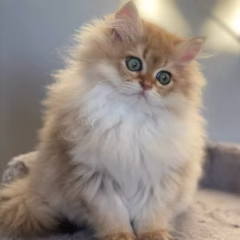 Maximilian British Longhair male - Image 4