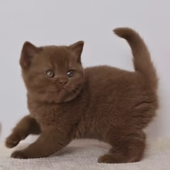 British Shorthair male kitten – Hugo, 16 weeks old, cinnamon coat, affectionate and playful