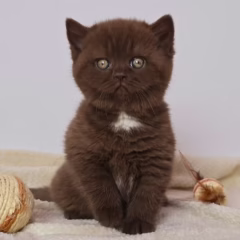 Mocha British Shorthair female - Image 3