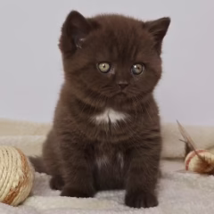 Mocha British Shorthair female - Image 7