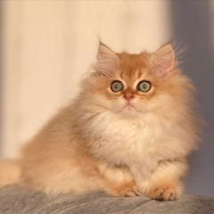 Blue Gold Shell British Shorthair female kitten – Hazel, 16 weeks old, gentle and playful