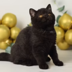 Selina British Shorthair female - Image 3